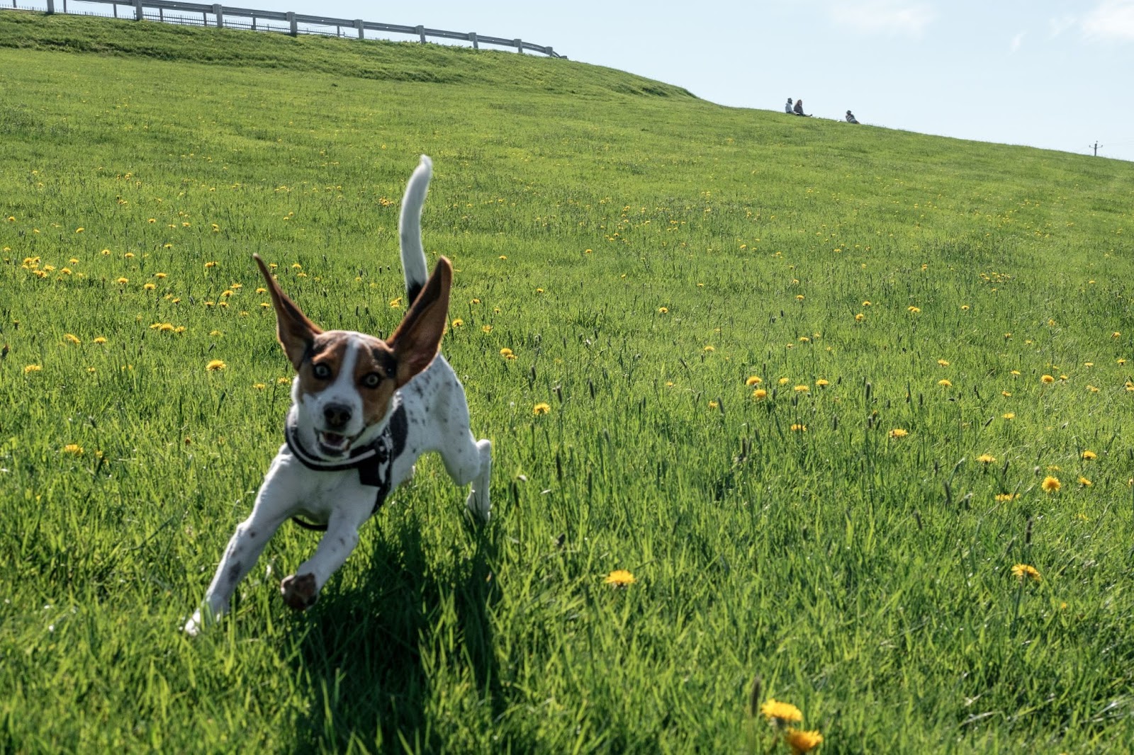 Why Do Dogs Run In Circles?