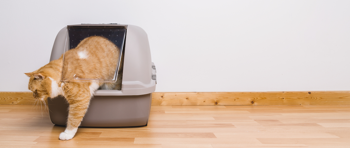 ginger cat in litter box