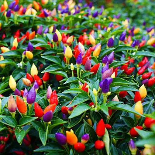 NuMex Twilight Pepper