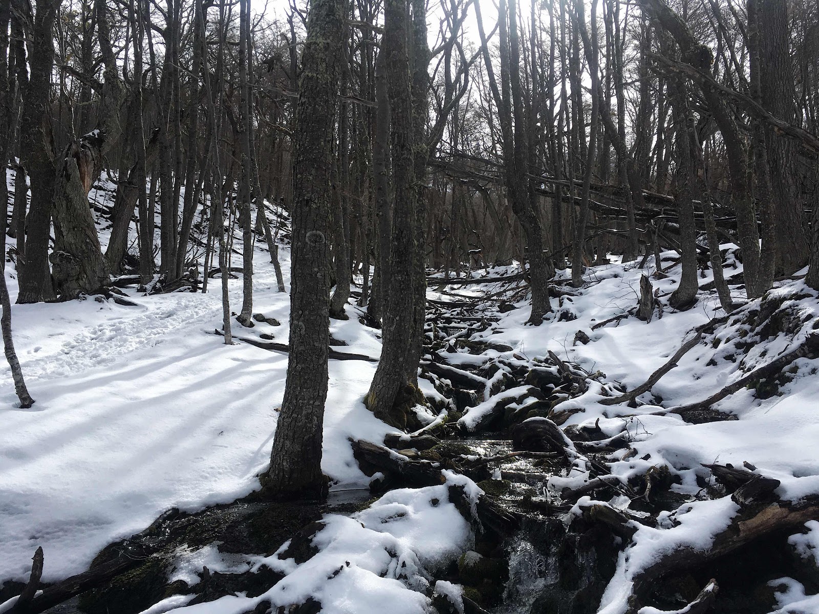 Stream along the Cerro del Medio trail. Ushuaia, Argentina