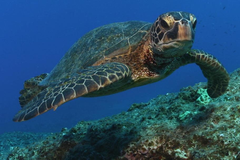 Resultado de la imagen de las tortugas marinas