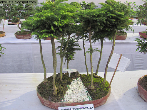 bonsai tree care 12