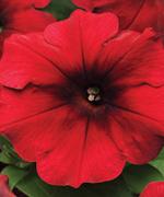 http://www.stokeseeds.com/uploads/product/58433/medium894.jpg