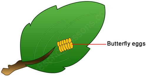 life cycle of a butterfly stage butterfly eggs