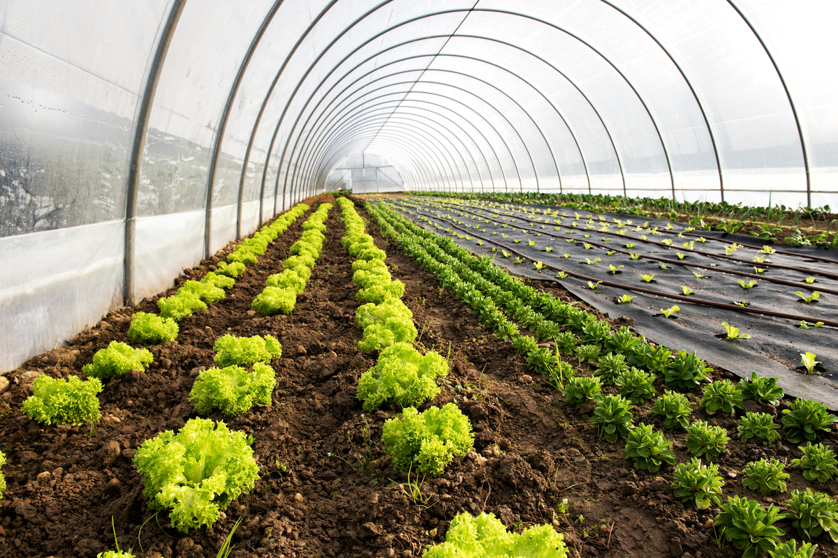 Cultivarea legumelor si producerea rasadurilor in sistem gospodaresc - Idei  USOR de pus in practica - Atomico.ro