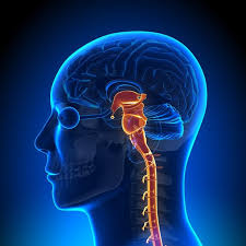 Image result for neurosurgeon