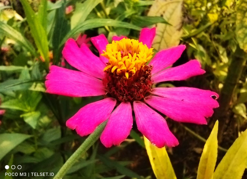 Hasil foto Xiaomi Poco M3