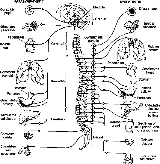 Autonomic Nervous System Ans