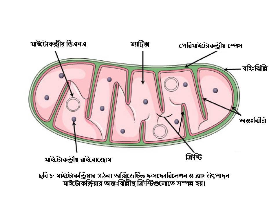 গ্লুকোজ-উদ্দীপিত ইনসুলিন নিঃসরণ: মাইটোকন্ড্রিয়ার ভূমিকা, মাইটোকন্ড্রিয়ার গঠন ও তার ডিএনএ, অক্সিডেটিভ ফসফোরিলেশন (OXFOS),পটাসিয়াম চ্যানেল (Potassium channel) 8 D:\Rashid\মলিক্যুলার বায়োলজি অভিধান\মলিক্যুলার বায়োলজি অভিধান- প থেকে ম\Structure of Mitochondria- Rashid.jpg