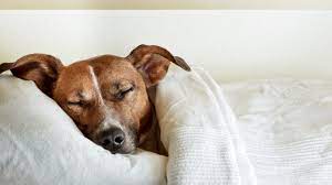 ถุงนอนพกพาสำหรับน้องหมาสายผจญภัย คุณภาพดีและทนทานแห่งปี 2022 !6
