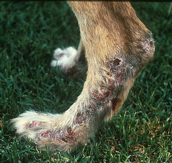 Ulcerative dermatitis of the hind leg of a dog infected with L. infantum.