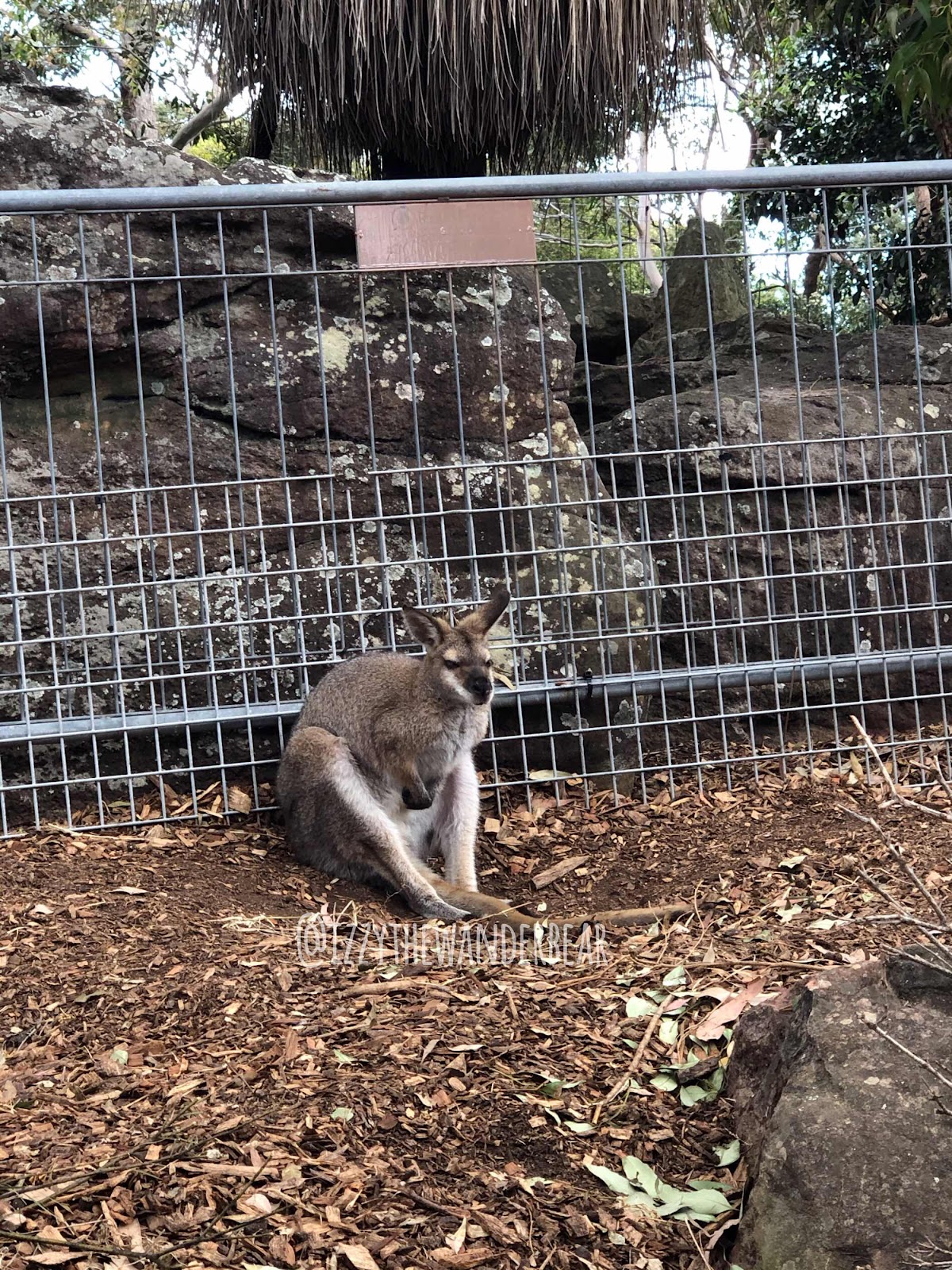 Izzy the Wander Bear - Torango Zoo