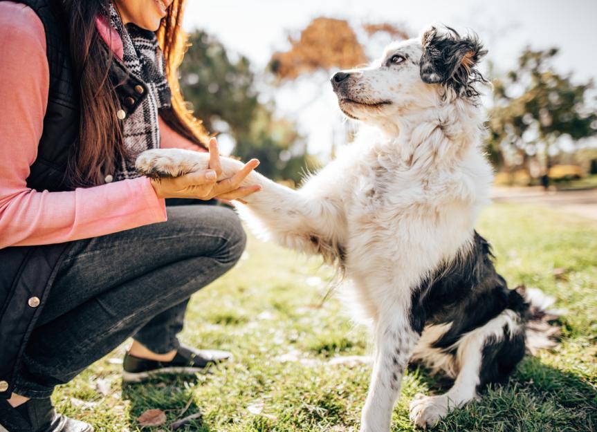 How Smart Are Dogs? 