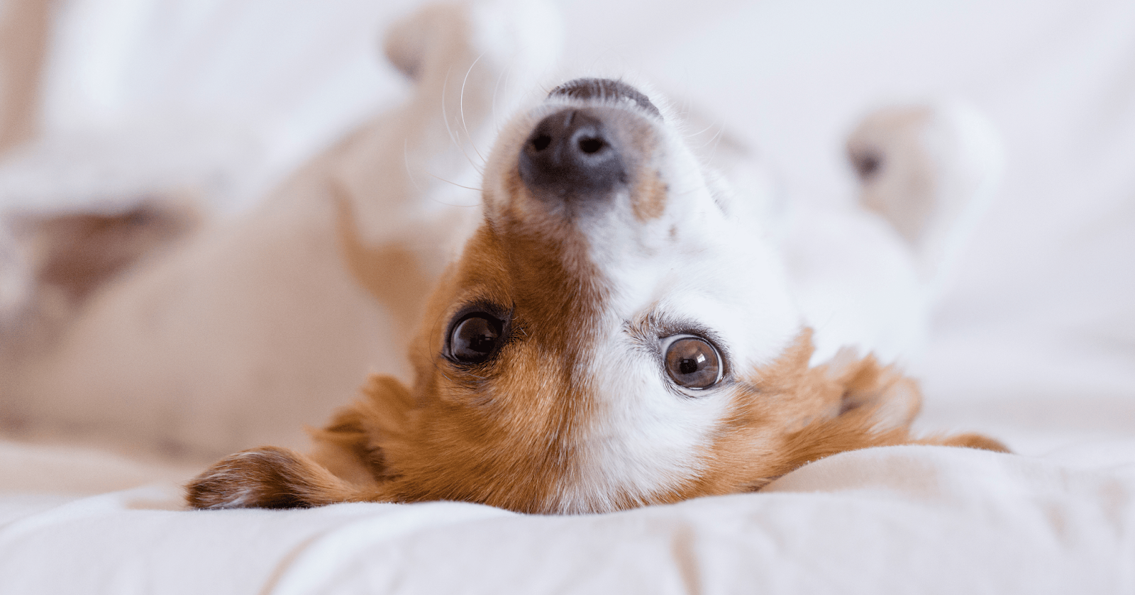 playful terrier lying upside down