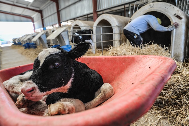 A recently separated calf waits in a wheelbarrow as a farmer prepares her solitary crate.