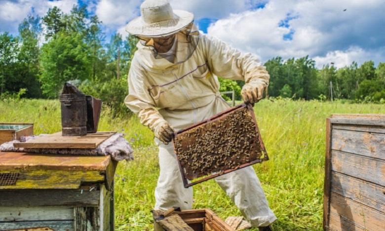 Disparition des abeilles : L'ONSSA approfondit les investigations