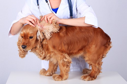 Veterinario revisando las orejas y la cabeza de los perros mientras sacude la cabeza