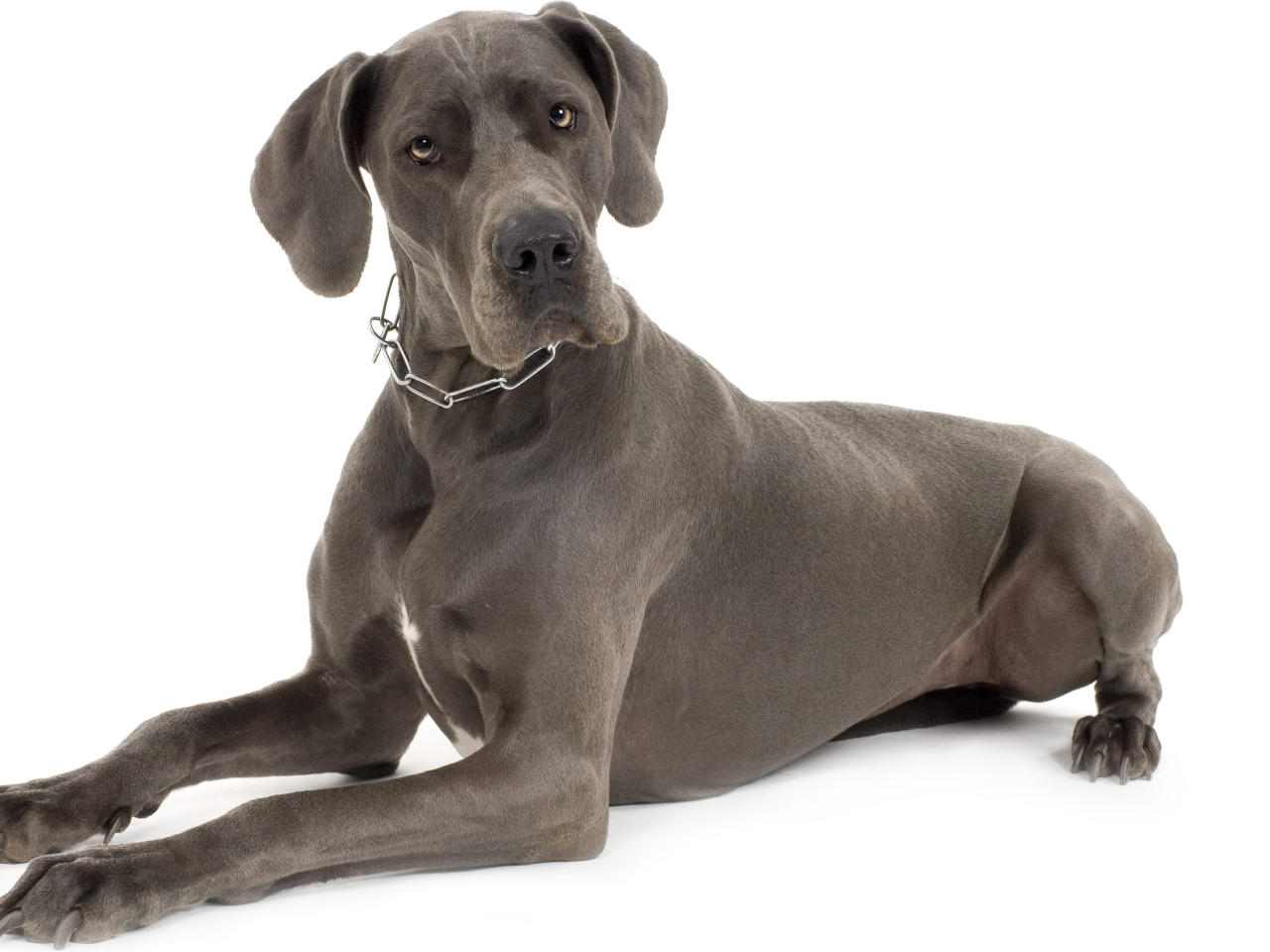 Blue Great Dane