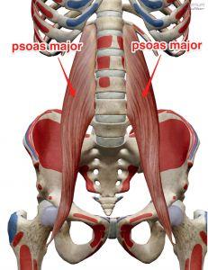 A close-up of the inside of a human body

Description automatically generated with low confidence