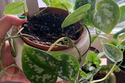 are marble pothos toxic to cats