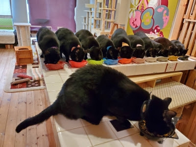 ++ 50 ++ 猫 とい えば 117935-猫 といえば