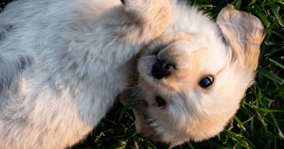 puppy on the grass