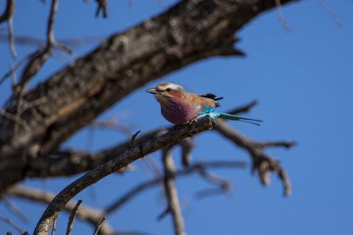 Passarinho pequeno em cima de um galho. Tem a cabeça branca, costas marrom claro, peito lilás e asas em tons de azul.