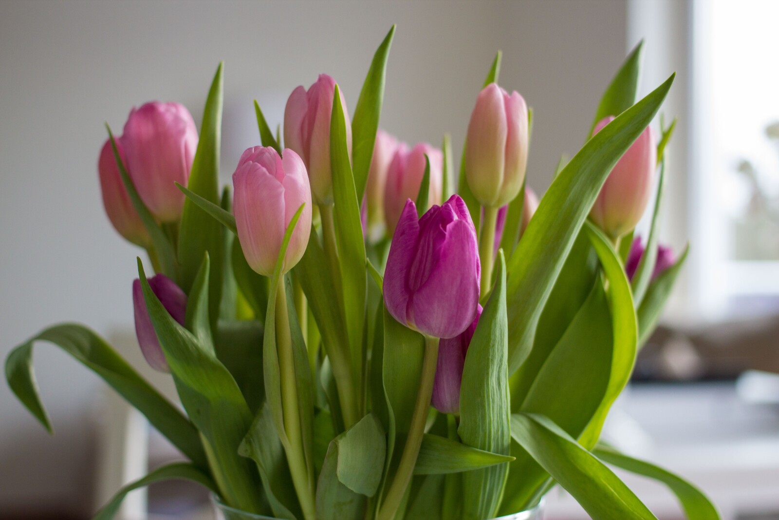 Sympathy / Funeral Flowers Online- SnapBlooms