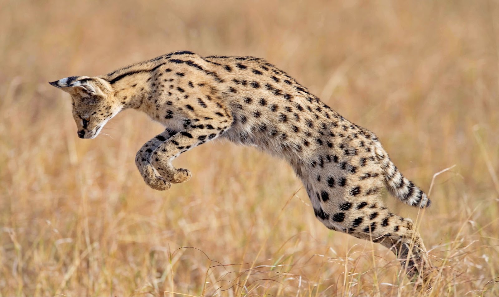 Serval 