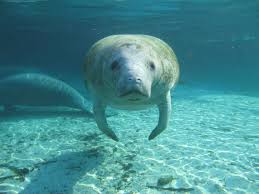 File:Here's Looking at You Kid - Meet a Florida Manatee.jpg ...