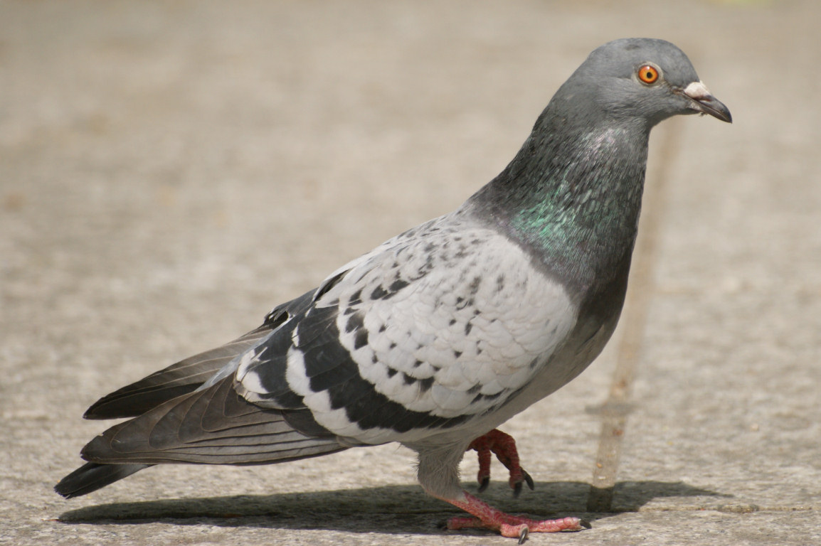 pigeon.jpg