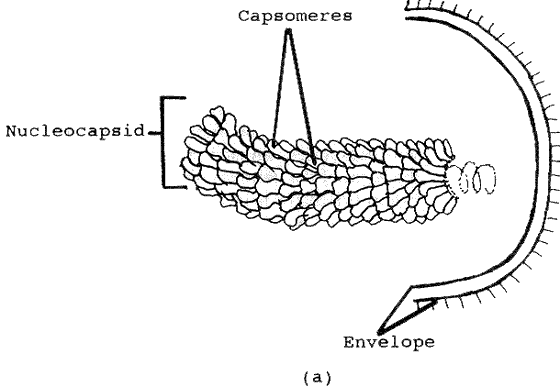 Virión envuelto con cápside helicoidal. El ácido nucleico se localiza en el interior del virión como indica la línea punteada en forma de espiral. Las líneas en la superficie exterior de la envoltura representan espículas glicoprotéicas. Ilustración cortesía de A. Wayne Roberts.