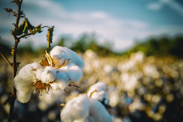 cotton scientific name