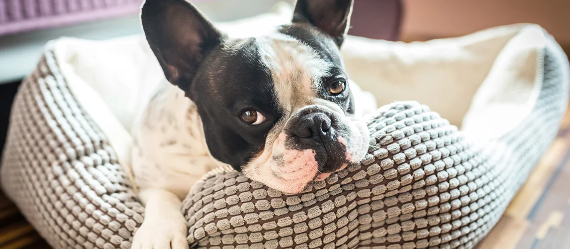 How to Know If Your Dog Likes His Bed? 5 Ways