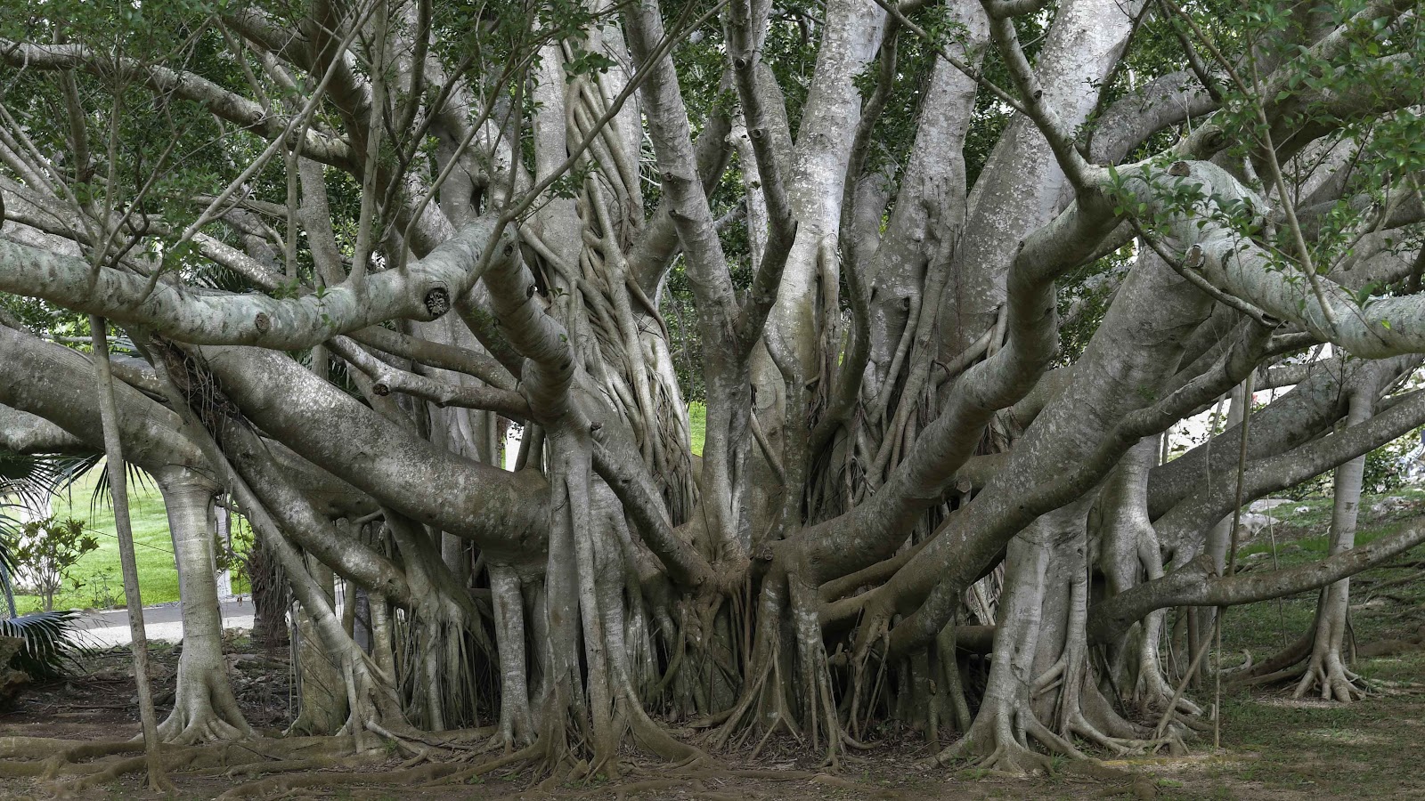 The Mighty Banyan Tree Can &#39;Walk&#39; and Live for Centuries | HowStuffWorks
