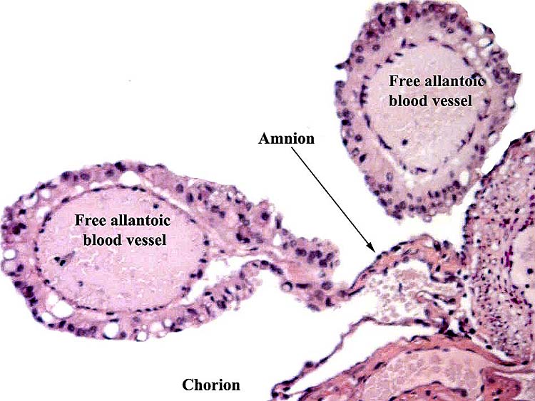 The free allantoic surface blood vessels