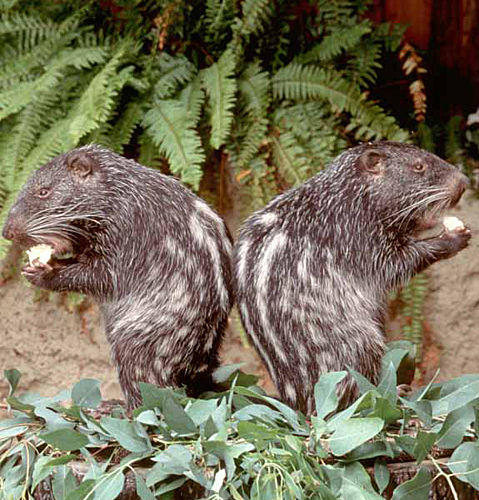 Two pacaranas at San Diego Zoo in their typical eating posture.