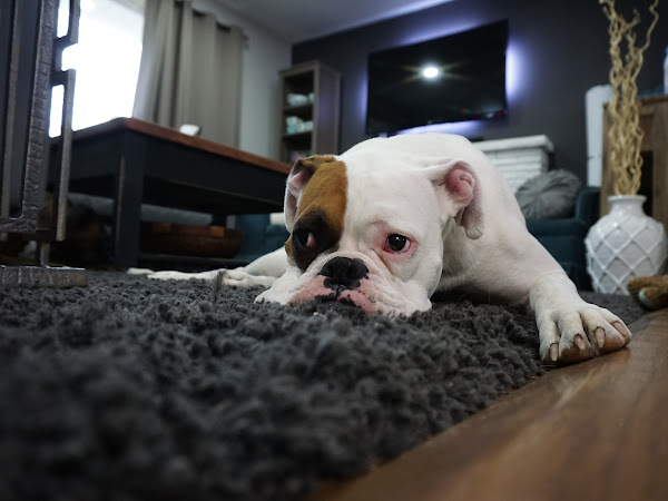 7 Secrets to Cleaning Up after Pets