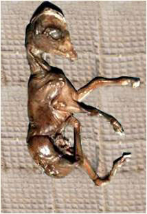 A mummified buffalo fetus delivered after PG injection.