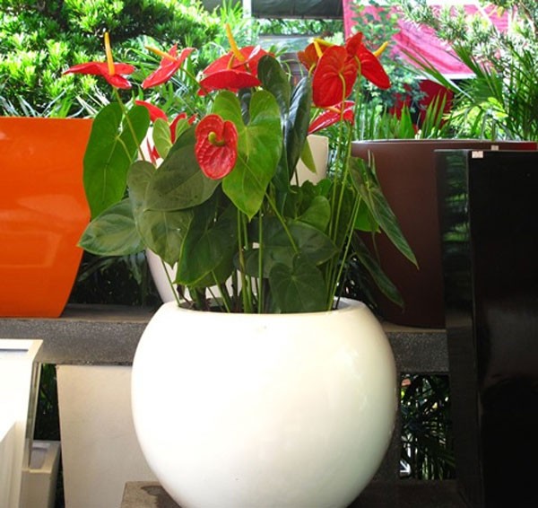 18 mẫu chậu cây cảnh mini cực xinh trang trí cho nhà đón Tết 15 18 mẫu chậu cây cảnh mini cực xinh trang trí cho nhà đón Tết 15