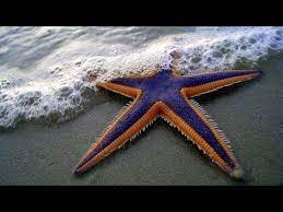 Starfish for Kids with Pronunciation (and with photos) - YouTube