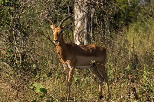 Impala sozinha sob a luz do sol, com chifres retorcidos.