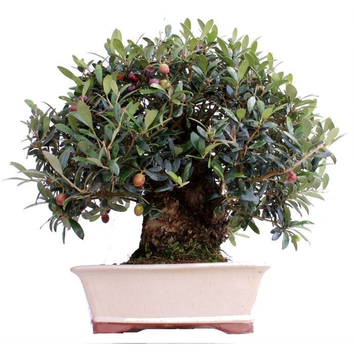 olea europaea 37 anos iberbonsai