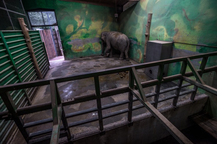 Asian Elephant At A Zoo In Slovenia