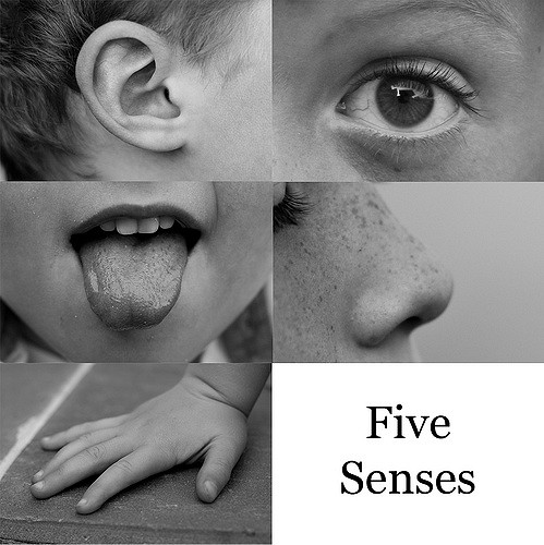 Five Senses | Images I took ...