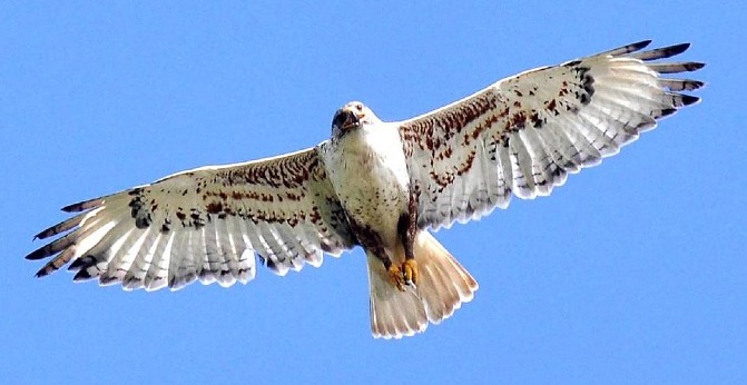 HawkSoaringCropped.jpg