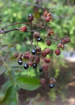 Jappanese pepper fruit