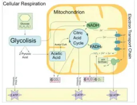 Cykl oddychania komórkowego