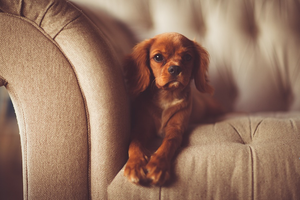 dog on the couch