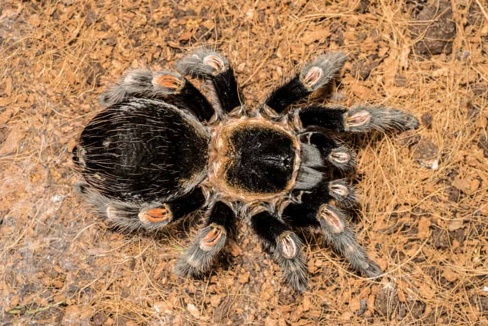 Tarantulas